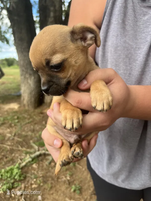 Joe – Chihuahua puppy for sale in McDade, TX