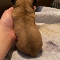 Joe, a male Chihuahua for sale in McDade, TX – Photo 4 of 4