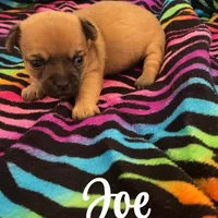 Joe, a male Chihuahua for sale in McDade, TX – Photo 2 of 4