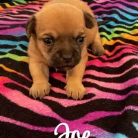 Joe, a male Chihuahua for sale in McDade, TX – Photo 1 of 4
