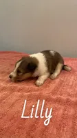 Lilly, a female Shetland Sheepdog for sale in McDade, TX – 3 of 3