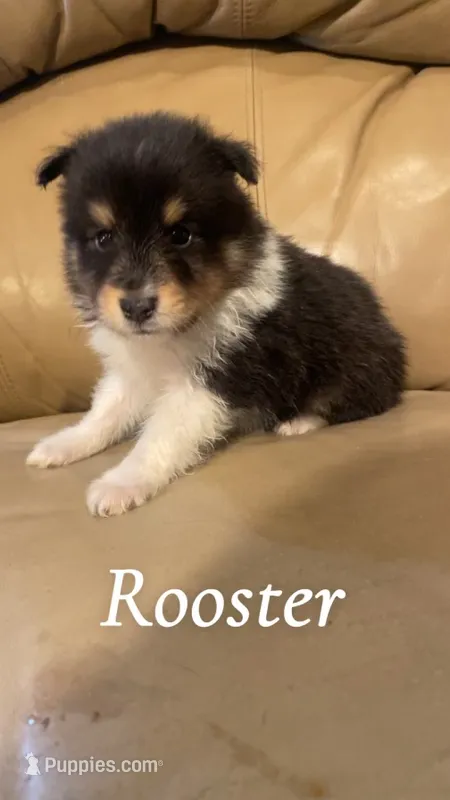 Rooster – Shetland Sheepdog puppy for sale in McDade, TX