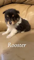 Rooster, a male Shetland Sheepdog for sale in McDade, TX – 1 of 6