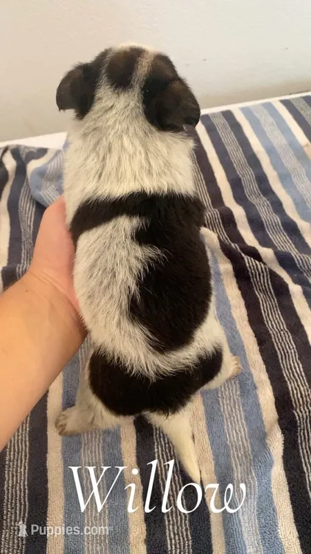 Willow – Australian Cattle Dog puppy for sale in McDade, TX