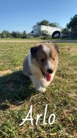 Arlo, a male Shetland Sheepdog for sale in McDade, TX – 8 of 10