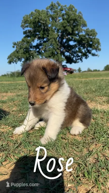 Rose – Shetland Sheepdog puppy for sale in McDade, TX