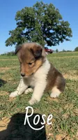 Rose, a female Shetland Sheepdog for sale in McDade, TX – 5 of 10