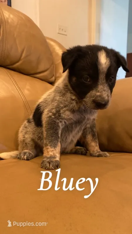 Bluey – Australian Cattle Dog puppy for sale in McDade, TX