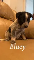 Bluey, a male Australian Cattle Dog for sale in McDade, TX – 1 of 6