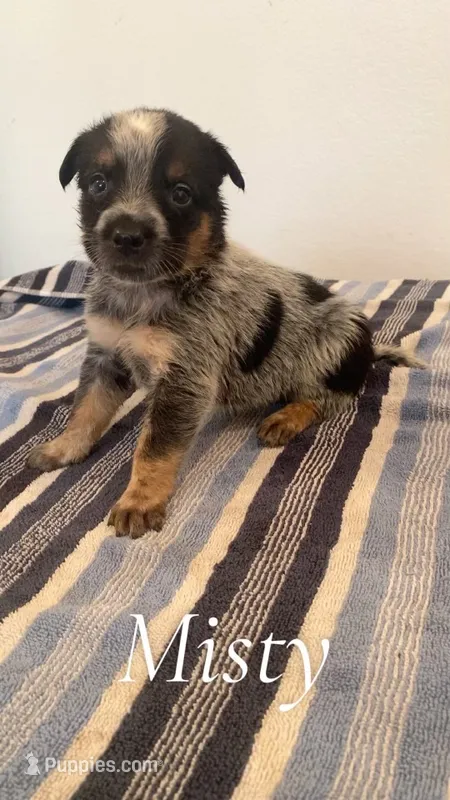 Misty – Australian Cattle Dog puppy for sale in McDade, TX