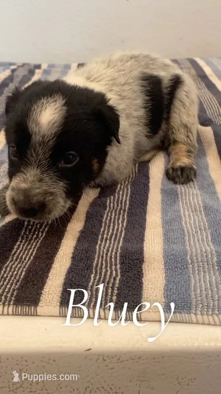Bluey – Australian Cattle Dog puppy for sale in McDade, TX