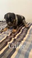 Callie, a female Australian Cattle Dog for sale in McDade, TX – 3 of 3