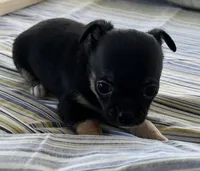 Patty, a female Chihuahua for sale in McDade, TX – Photo 5 of 5