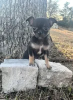 Patty, a female Chihuahua for sale in McDade, TX – Photo 2 of 5