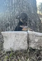 Patty, a female Chihuahua for sale in McDade, TX – Photo 1 of 5