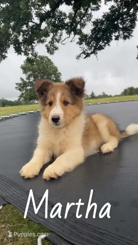 Martha – Shetland Sheepdog puppy for sale in McDade, TX