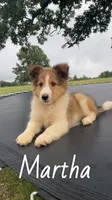 Martha, a female Shetland Sheepdog for sale in McDade, TX – 1 of 10