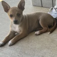 Scrappy-Doo, a female Chihuahua for sale in McDade, TX – Photo 3 of 7