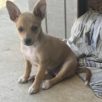 Scrappy-Doo, a female Chihuahua for sale in McDade, TX – Photo 1 of 7