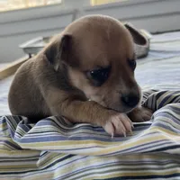 Scrappy-Doo, a female Chihuahua for sale in McDade, TX – Photo 7 of 7