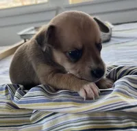 Scrappy-Doo, a female Chihuahua for sale in McDade, TX – Photo 4 of 4