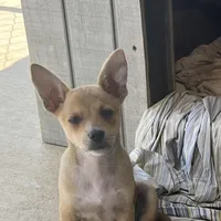Scrappy-Doo, a female Chihuahua for sale in McDade, TX – Photo 2 of 7