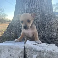 Scrappy-Doo, a female Chihuahua for sale in McDade, TX – Photo 5 of 7