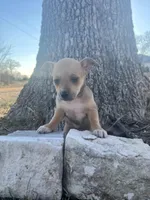 Scrappy-Doo, a female Chihuahua for sale in McDade, TX – Photo 2 of 4