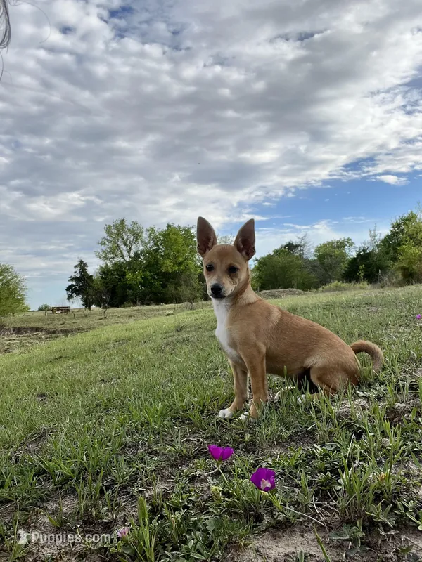 Scrappy-Doo – Chihuahua puppy for sale in McDade, TX