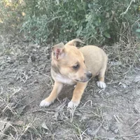 Scrappy-Doo, a female Chihuahua for sale in McDade, TX – Photo 6 of 7