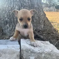 Scrappy-Doo, a female Chihuahua for sale in McDade, TX – Photo 4 of 7