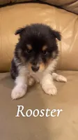 Rooster, a male Shetland Sheepdog for sale in McDade, TX – 3 of 6