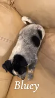 Bluey, a male Australian Cattle Dog for sale in McDade, TX – 4 of 6