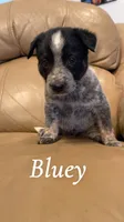 Bluey, a male Australian Cattle Dog for sale in McDade, TX – 3 of 6