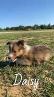 Daisy, a female Shetland Sheepdog for sale in McDade, TX – 6 of 10