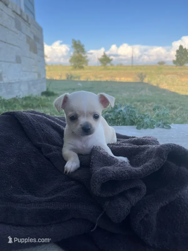 Coconut – Chihuahua puppy for sale in McDade, TX