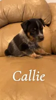 Callie, a female Australian Cattle Dog for sale in McDade, TX – 2 of 7