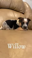 Willow, a female Australian Cattle Dog for sale in McDade, TX – 2 of 7