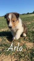 Arlo, a male Shetland Sheepdog for sale in McDade, TX – 7 of 10