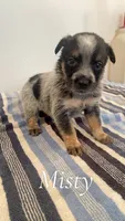 Misty, a female Australian Cattle Dog for sale in McDade, TX – 2 of 3