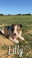 Lilly, a female Shetland Sheepdog for sale in McDade, TX – 6 of 10