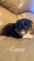 Rooster, a male Shetland Sheepdog for sale in McDade, TX – 2 of 6