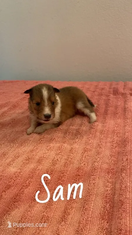 Sam – Shetland Sheepdog puppy for sale in McDade, TX
