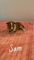 Sam, a male Shetland Sheepdog for sale in McDade, TX – 1 of 2