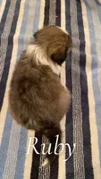 Ruby, a female Shetland Sheepdog for sale in McDade, TX – 3 of 3