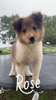 Rose, a female Shetland Sheepdog for sale in McDade, TX – 3 of 10