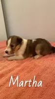 Martha, a female Shetland Sheepdog for sale in McDade, TX – 2 of 3