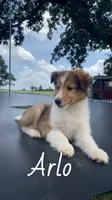 Arlo, a male Shetland Sheepdog for sale in McDade, TX – 4 of 10