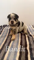 Bandit, a male Australian Cattle Dog for sale in McDade, TX – 2 of 2