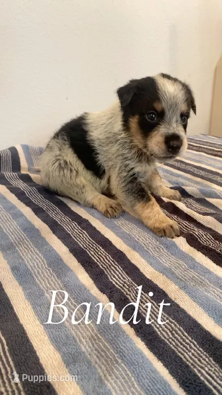 Bandit – Australian Cattle Dog puppy for sale in McDade, TX